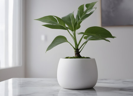 the plant is growing in a white potの素材