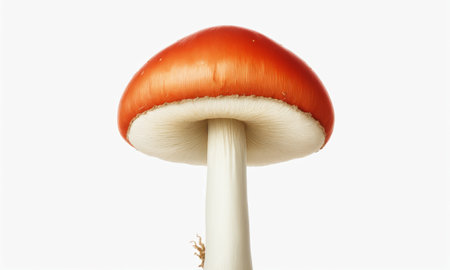 Amanita muscaria mushroom isolated on a white background.の素材