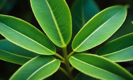 Close up of green leaves in the garden, selective focus on foregroundの素材