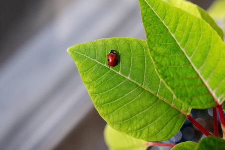A small ladybug crawls delicately over lush green leaves, basking in the warmth of the afternoon sun. Its vivid colors contrast beautifully with the plant's foliage, showing nature's artistry.の写真素材