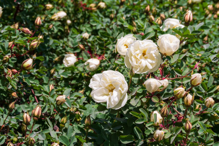 Delicate white roses bloom amidst lush green foliage, with numerous buds ready to blossom. The garden basks in warm sunlight, showing nature's beauty and tranquility on a vibrant day.の写真素材