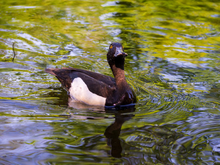 A duck glides effortlessly across the calm waters of a serene pond. Sunlight filters through the trees, casting vibrant reflections on the surface. The atmosphere is peaceful and natural.の写真素材