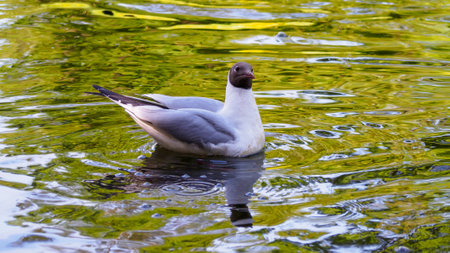 A seagull floats gracefully on a shimmering lake, its reflection dancing amidst vibrant green ripples. The warm light of sunset casts a magical glow on the water, creating a peaceful atmosphere.の写真素材