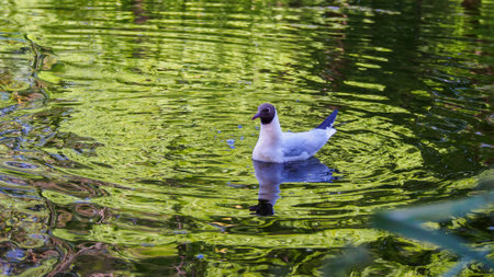 A seagull floats gracefully on a shimmering lake, its reflection dancing amidst vibrant green...