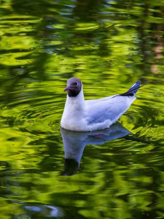A serene seagull glides effortlessly on the surface of a peaceful pond, its reflection dancing among vibrant green ripples under a gentle sun, creating a picturesque moment of nature's harmony.の写真素材