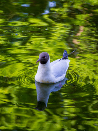 A serene seagull glides effortlessly on the surface of a peaceful pond, its reflection dancing among vibrant green ripples under a gentle sun, creating a picturesque moment of nature's harmony.の写真素材