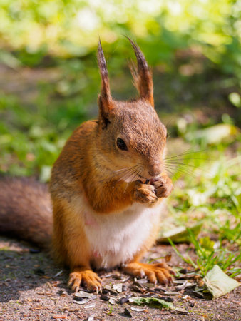 In a sunny park, a cute squirrel sits upright, nibbling on seeds. Its fur glistens in the sunlight, while lush greenery surrounds it, creating a lively atmosphere filled with nature's beauty.の写真素材