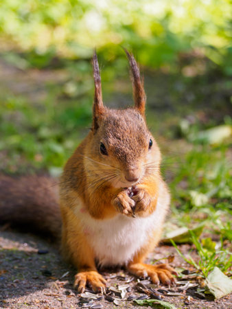 In a sunny park, a cute squirrel sits upright, nibbling on seeds. Its fur glistens in the sunlight, while lush greenery surrounds it, creating a lively atmosphere filled with nature's beauty.の写真素材