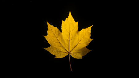 A single vibrant yellow maple leaf rests against a dark background, highlighting its rich texture and detailed shapes. This captivating display embodies the essence of autumn and nature's artistry.の素材