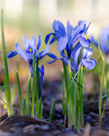 Vibrant blue irises stand tall among fresh green grass, soaking up the warm sunlight in a tranquil...