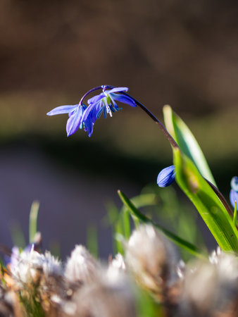 Delicate blue wildflowers rise elegantly from the rich earth, illuminated by the warm glow of...