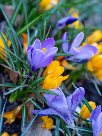 Bright purple and yellow crocuses emerge from rich soil as spring brings warmth and life to the garden. Sunlight glimmers on the delicate petals, celebrating the changing season.の写真素材