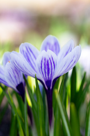 Vibrant purple crocuses rise gracefully from lush green grass, basking in the gentle warmth of dawn....