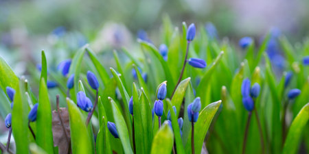 Delicate blue flowers peek through lush green foliage, creating a serene atmosphere in a peaceful...