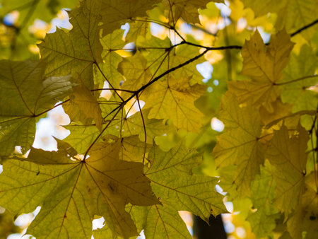 red yellow fall maple leaves illuminated by sun natural background