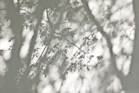 the shadow of the leaves on a white wallの写真素材