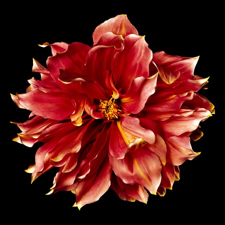 big red dahlia on a black backgroundの写真素材