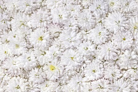 background of small white chrysanthemums, dahlias, daisiesの写真素材