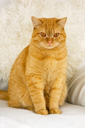 fat young ginger cat in the house close upの写真素材