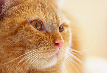 fat young ginger cat in the house close upの写真素材