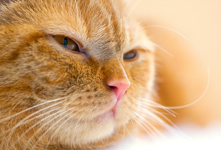 fat young ginger cat in the house close upの写真素材