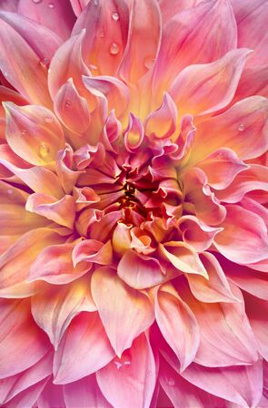 Flower large dahlias, chrysanthemums big shotの写真素材