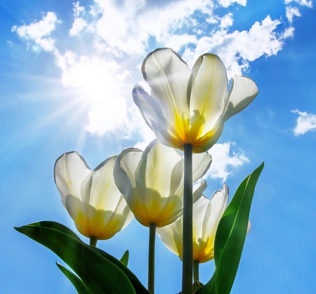 Tulips in the bright sun on the skyの写真素材
