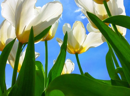 Tulips in the bright sun on the skyの写真素材