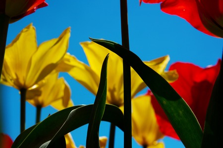red and yellow tulip on the background of blue sky yellowの写真素材