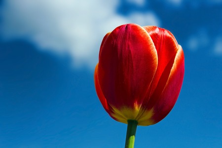 red tulip on a background of blue skyの写真素材