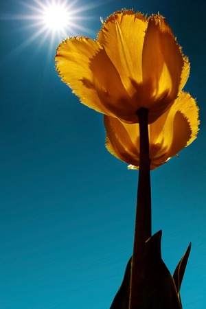 tulips against the background of a bright sunny blue skyの写真素材