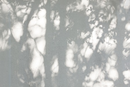 the shadow of the leaves on a white wallの写真素材