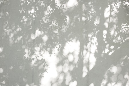 the shadow of the leaves on a white wallの写真素材
