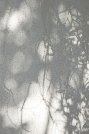 the shadow of the leaves on a white wallの写真素材