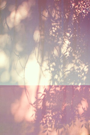Pink and yellow shadows of the foliage on a white wallの写真素材