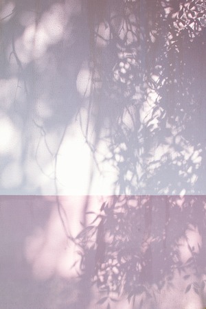 Pink and yellow shadows of the foliage on a white wallの写真素材