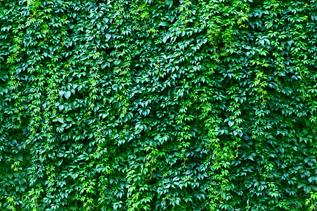 wall covered entirely leaves wildly growing grapesの写真素材