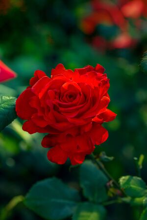 Rose bud in the garden over natural green backgroundの写真素材