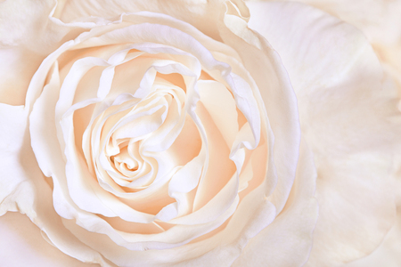 White rose close-up can use as wedding background. Soft blur focusの写真素材