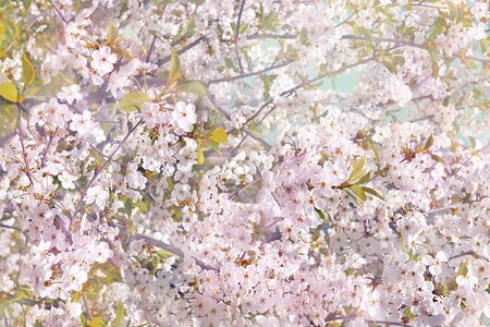Flowering apple tree branches, plumsの写真素材