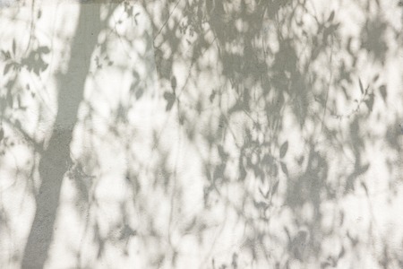 Sunlight and shadows on the wall from the branches of treesの写真素材