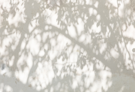 Sunlight and shadows on the wall from the branches of treesの写真素材