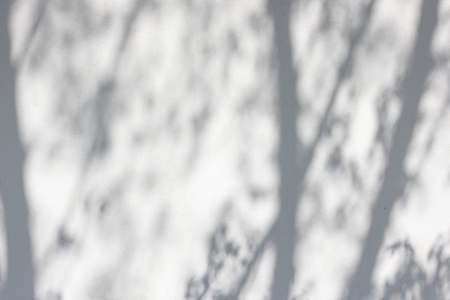 Sunlight and shadows on the wall from the branches of treesの写真素材