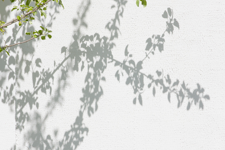 Solar glare and shadows on the wall from the leavesの写真素材