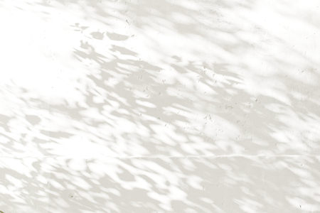shadow of the leaves tree on a white wallの写真素材
