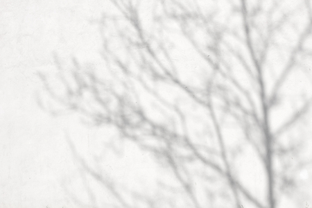 The shadow of the thick foliage and branches on the wallthe dark shadow of the thick foliage and branches on the wallの写真素材
