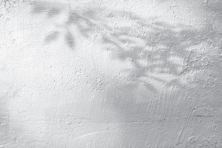 the shadows of the leaves on a white plastered wallの写真素材