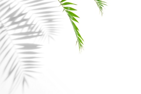 Shadows from palm trees on a white wallの写真素材