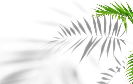 Shadows from palm trees on a white wallの写真素材