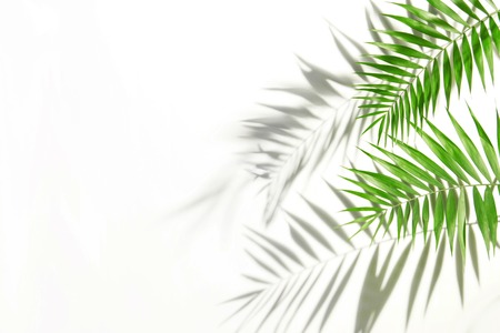 palm leaves and shadows on a white wallの写真素材